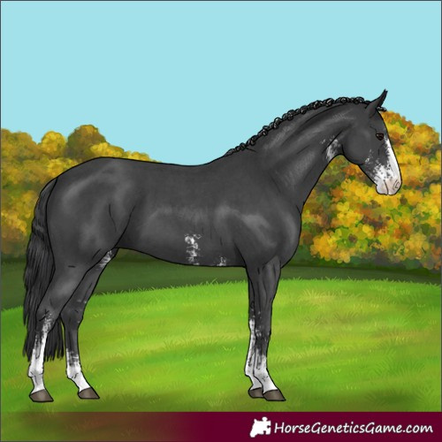 Horse Color:Black Sabino 