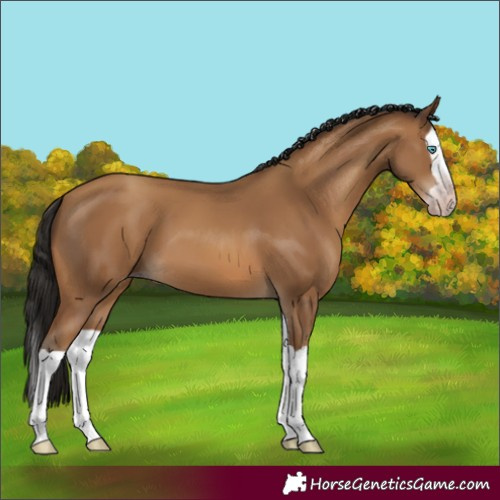 Horse Color:Gray Amber Champagne Splash 
