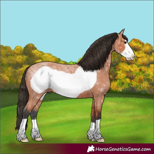 Horse Color:Bay Ice Roan Frame 