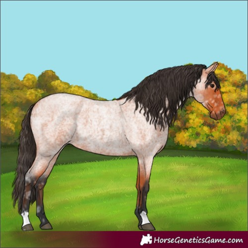 Horse Color:Bay Ice Roan