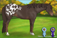 Horse Color:Liver Chestnut Appaloosa 