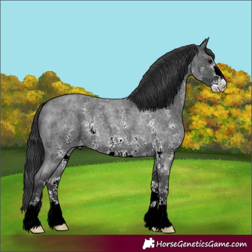 Horse Color:Blue Roan Sabino 