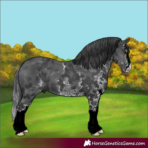 Horse Color:Black Sabino Splash 