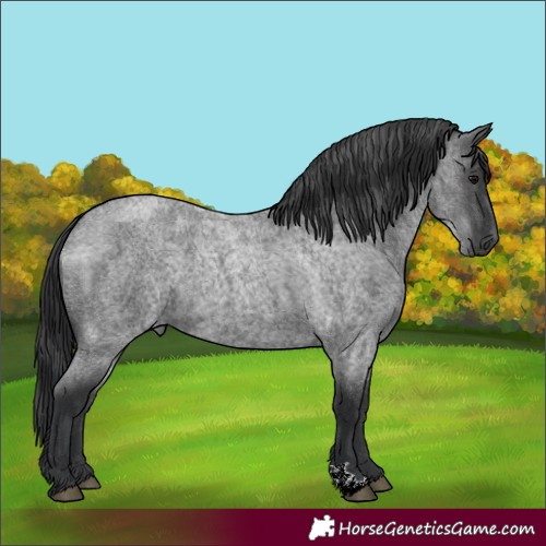 Horse Color:Blue Roan