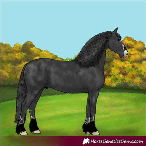 Horse Color:Black 
