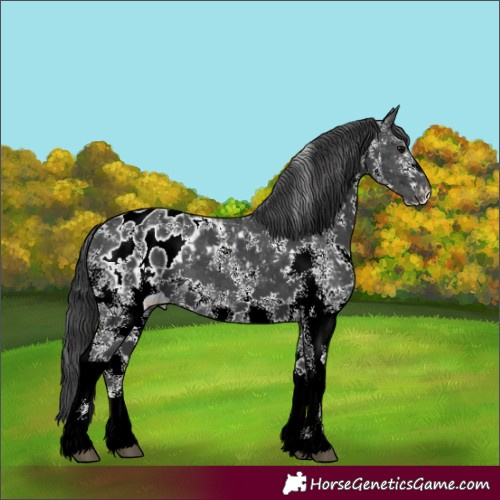 Horse Color:Black Sabino Appaloosa 