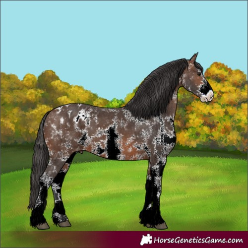 Horse Color:Brown Sabino Appaloosa