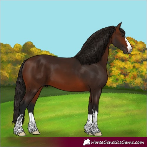 Horse Color:Gray Bay 