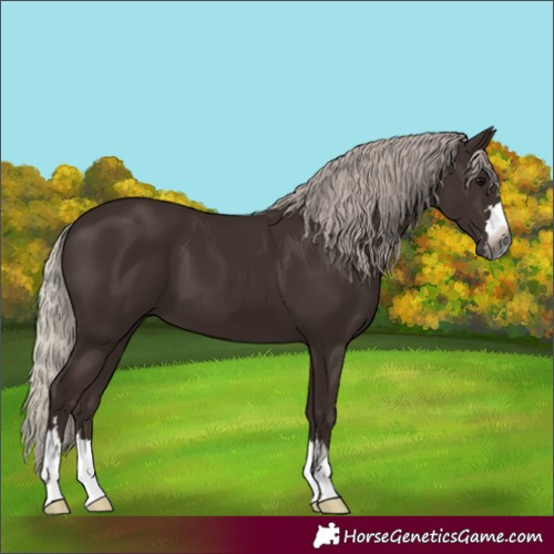 Horse Color:Gray Silver Black 