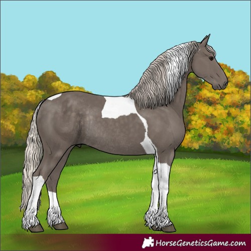 Horse Color:Silver Black Tobiano Rabicano 