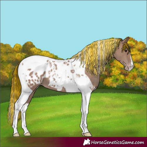 Horse Color:Painted Classic Champagne Tobiano Appaloosa 