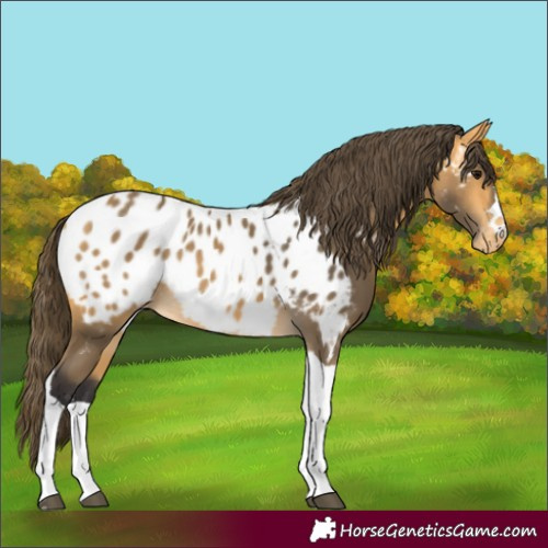 Horse Color:Buckskin Tobiano Appaloosa Rabicano 