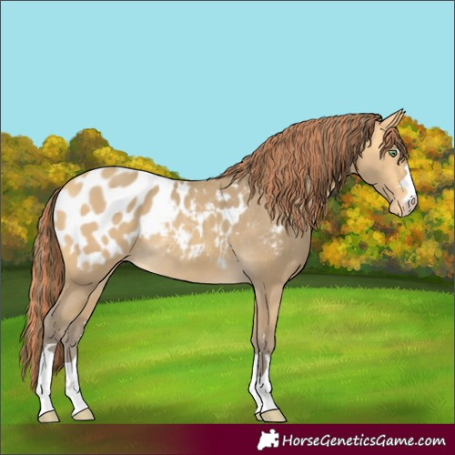 Horse Color:Painted Amber Cream Champagne Appaloosa Rabicano 