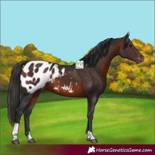 Horse Color:Brown Tobiano Appaloosa Rabicano 