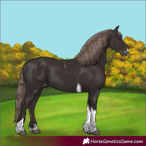 Horse Color:Liver Chestnut Tobiano Appaloosa Rabicano 