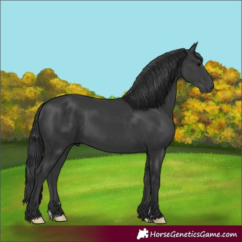 Horse Color:Black Rabicano