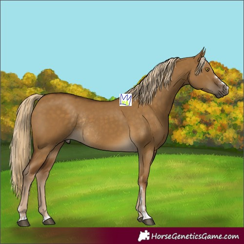 Horse Color:Chocolate Palomino Dun Rabicano 