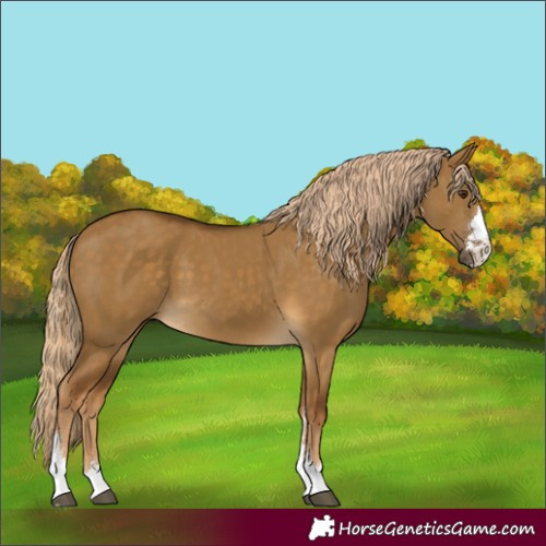 Horse Color:Chocolate Palomino Dun 