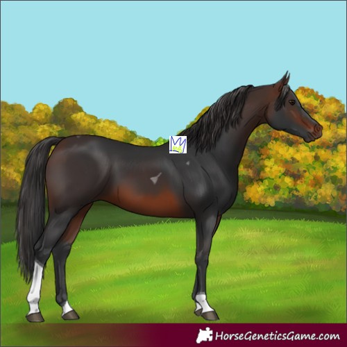 Horse Color:Brown Tobiano 