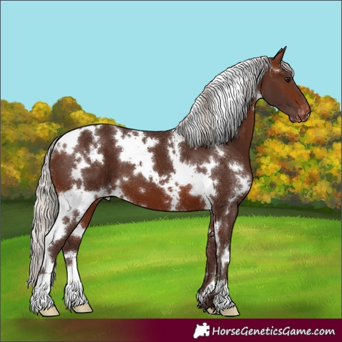 Horse Color:White Spotted Silver Brown Appaloosa 