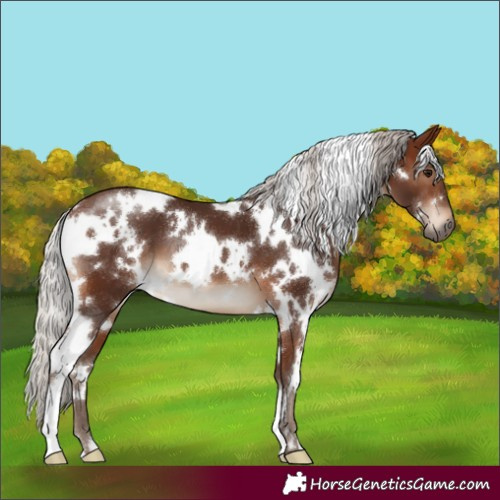 Horse Color:White Spotted Silver Brown 