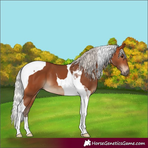 Horse Color:Silver Bay Tobiano 