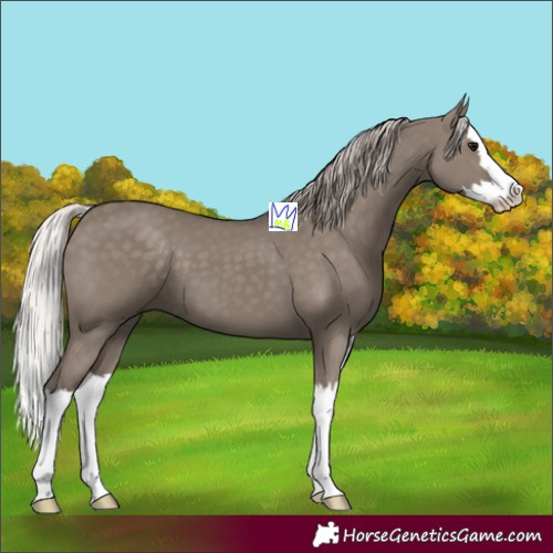 Horse Color:Silver Grullo Splash 