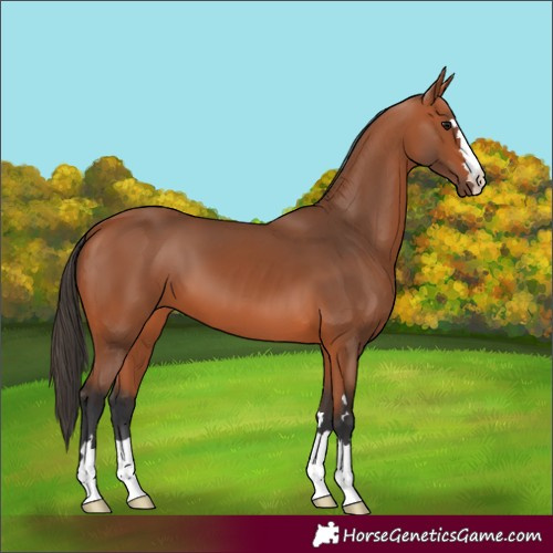Horse Color:Bay 