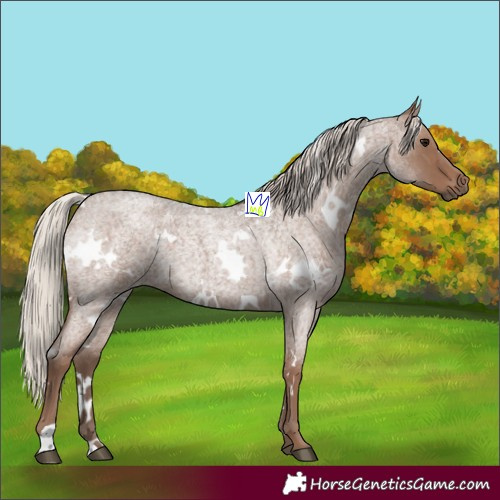 Horse Color:White Spotted Silver Blue Roan 