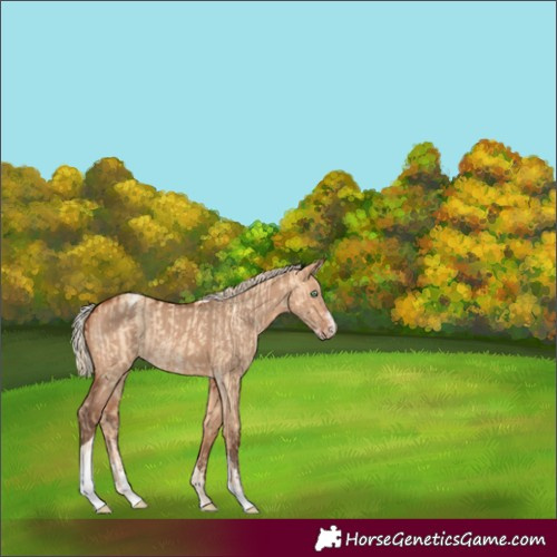 Horse Color:Gold Champagne Dun Tobiano Rabicano  and Silver Bay Dun Sabino Tobiano Rabicano 