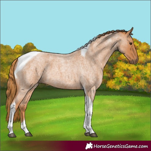 Horse Color:Red Roan Tobiano