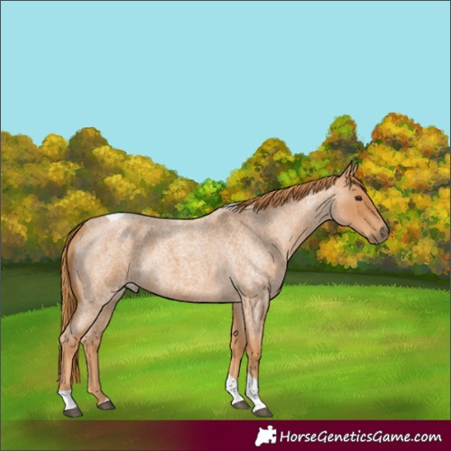 Horse Color:Unknown 
