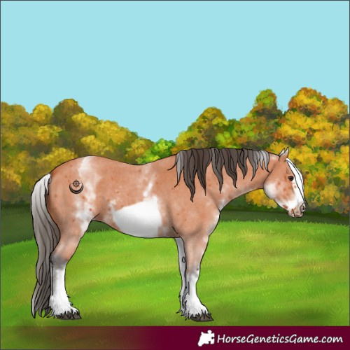 Horse Color:White Spotted Bay Sabino Frame