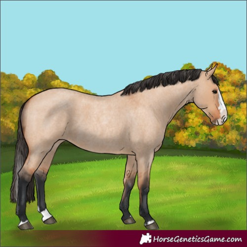 Horse Color:Bay Roan Dun Splash