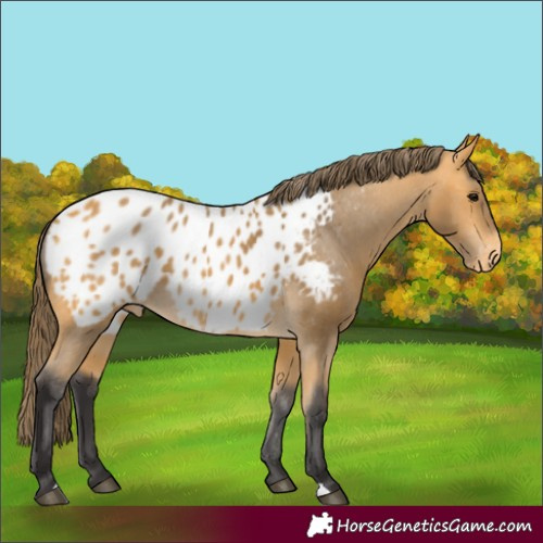 Horse Color:Buckskin Appaloosa