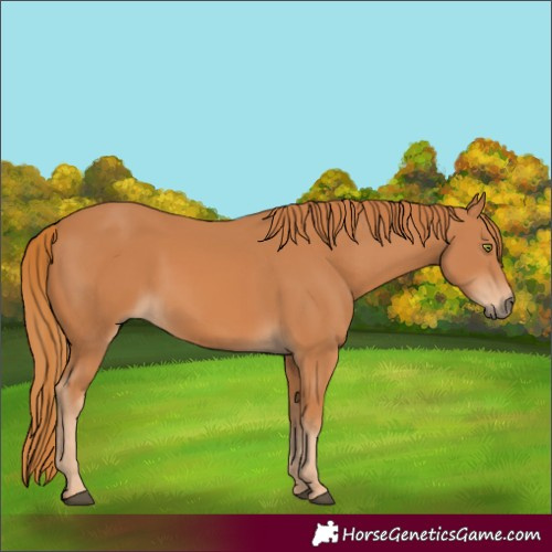 Horse Color:Chestnut 