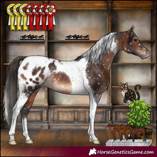 Horse Color:Brown Tobiano Appaloosa Rabicano 