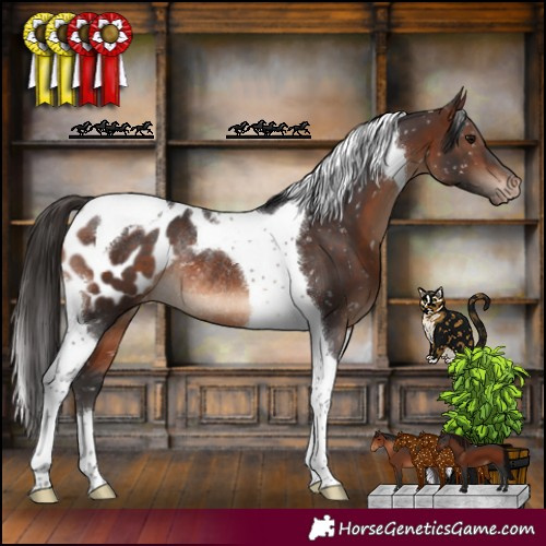 Horse Color:Brown Tobiano Appaloosa Rabicano 