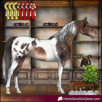 Horse Color:Brown Tobiano Appaloosa Rabicano 