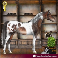Horse Color:Brown Tobiano Appaloosa Rabicano