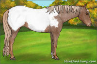 Horse Color:Chestnut Appaloosa