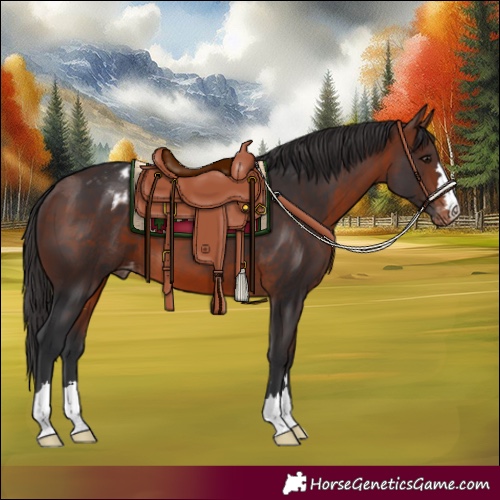 Horse Color:Bay Appaloosa 