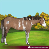 Horse Color:Liver Red Dun Sabino 