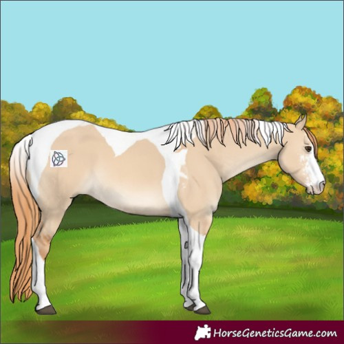 Horse Color:Red Dun Sabino Tobiano 
