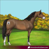 Horse Color:Gray Bay Dun Sabino