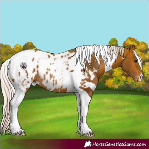Horse Color:White Spotted Silver Bay Tobiano Blanket Rabicano