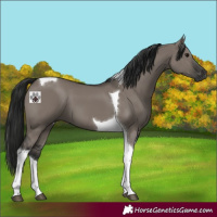 Horse Color:Gray Grullo Tobiano