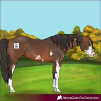 Horse Color:Bay Sabino 
