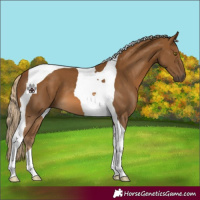 Horse Color:Chocolate Palomino Tobiano