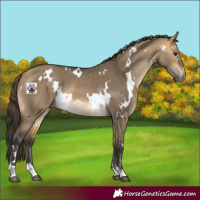 Horse Color:White Spotted Buckskin Dun 